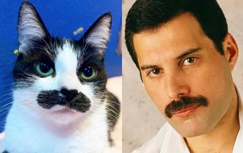 В сети стала популярна кошка, похожая на Фредди Меркьюри