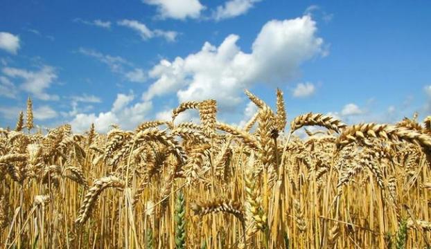 Украина в этом году может собрать около 65 млн. тонн урожая