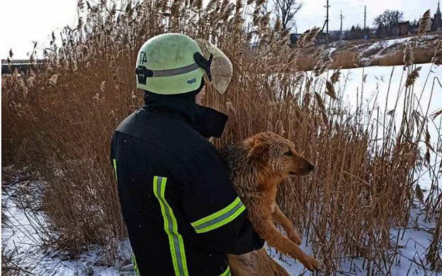 В Бахмуте спасатели из-подо льда достали собаку