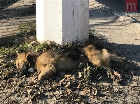 В Мариуполе на оживленной улице уже три месяца лежит труп собаки