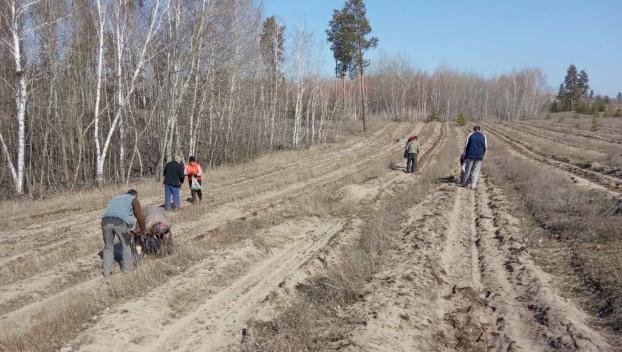 В Лиманском лесхозе высадили 114 тысяч сеянцев сосны