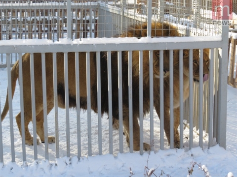 В Мариупольском зоопарке  образовалась новая львиная семья