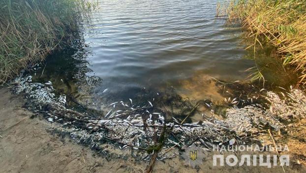 В водоеме Луганщины зафиксировали массовый мор рыбы