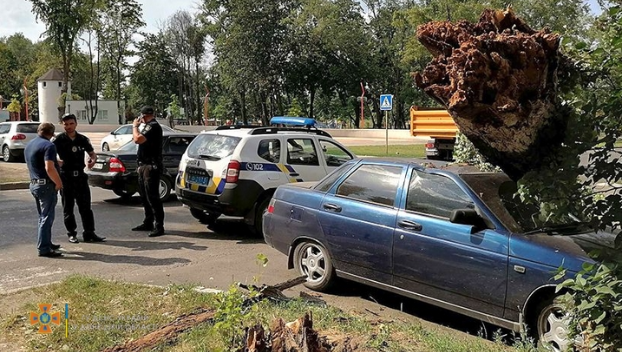 Дерево упало на легковой автомобиль в Покровске