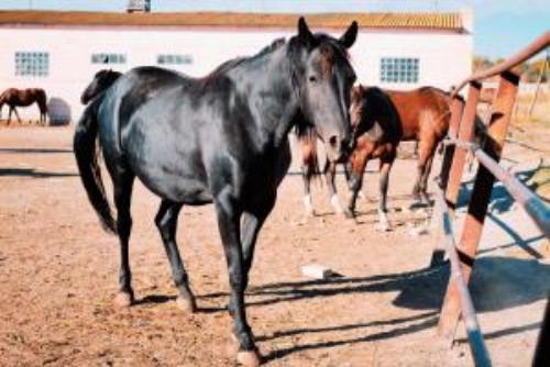 Pасследованием хищения имущества на конных заводах Луганской области занимается  прокуратура