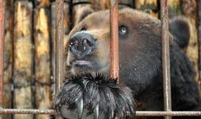 Покровский суд дал разрешние на изъятие животных из зверинца Игоря Падалко