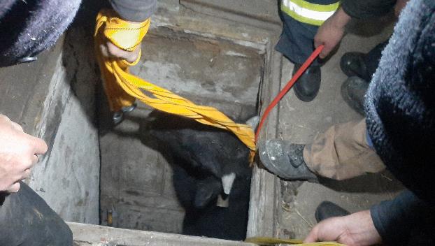В яму на Донетчине провалился бычок: Животное доставали спасатели