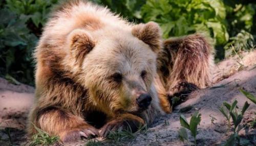 Медведи из Покровска обрели дом в приюте на Львовщине