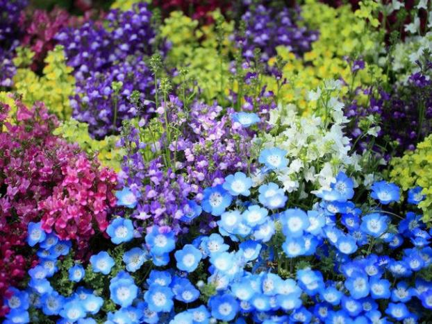 В Краматорске выделили 1,2 миллиона гривень на однолетние цветы