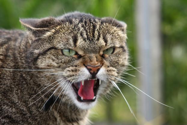 В Доброполье  из-за домашнего кота объявлен карантин по бешенству