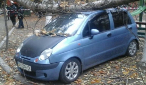 В Мариуполе упавшее дерево побило четыре автомобиля 