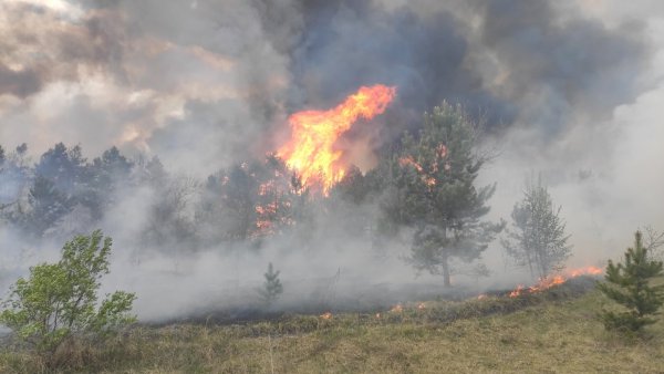 27 гектаров леса сгорело под Северодонецком