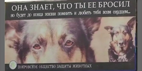 Покровские волонтеры призывают горожан в год Собаки взять из приюта питомца