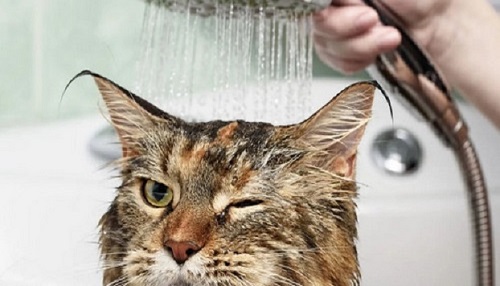 Вибір шампуню для котів: Як забезпечити ідеальний догляд за шерстю