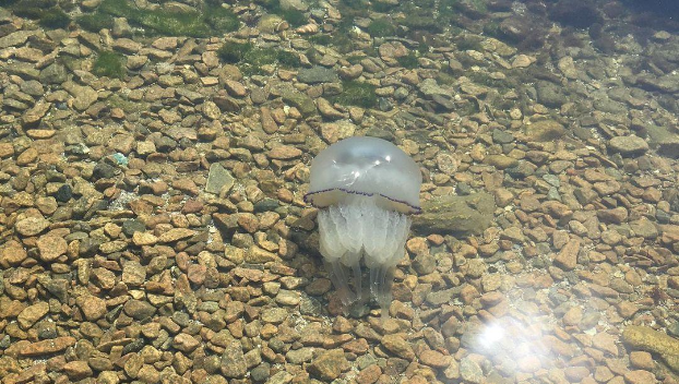 Отдыхающие жалуются на медуз в Азовском море
