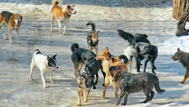 В Северодонецке бродячие собаки покусали женщину