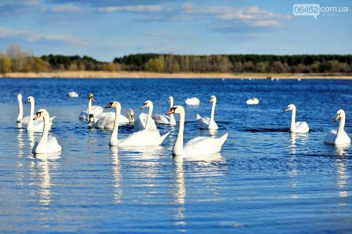 Чем можно угостить лебедей, обитающих на Чистом озере в Севеpодонецке?