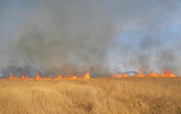 В Константиновском районе горело пшеничное поле