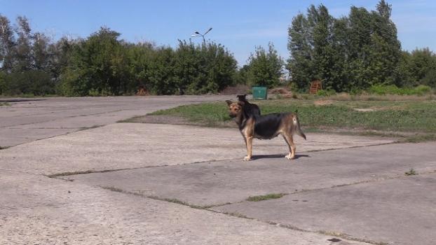 В Краматорске собираются израсходовать полмиллиона гривень на стерилизацию бродячих собак