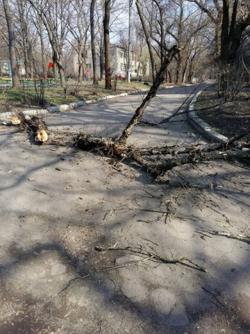 В Краматорске на коляску с ребенком рухнуло дерево