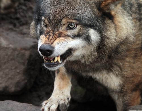 Волк загрыз двухлетнюю девочку на Луганщине — СМИ