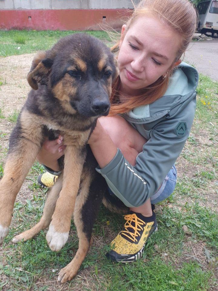 У Дружківці з-під завалів врятували цуценя зі зламаною лапою У Дружківці з-під завалів врятували цуценя зі зламаною лапою