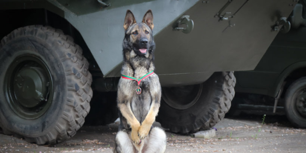 Служебная собака из Славянского полка награждена  медалью «За віддану службу» 