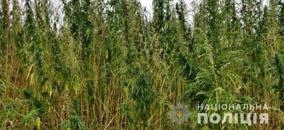 Под Константиновской обнаружили 10 миллионов кустов конопли 