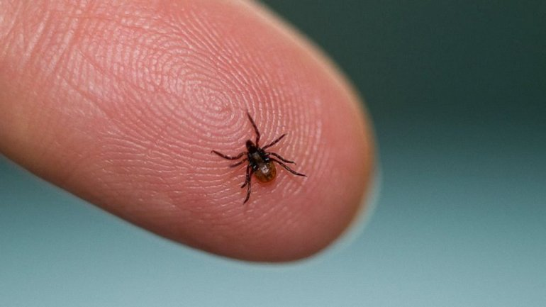 Епідеміологічна ситуація у Дружківці: зафіксовано два випадки хвороби Лайма