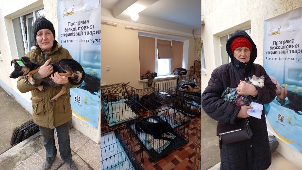 У Костянтинівці проводять стерилізацію для контролю чисельності бродячих тварин 
