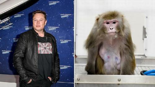Маск установил чип в мозг обезьяны: играет в видеоигры при помощи силы мысли