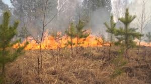 В Донецкой области объявлен высокий уровень пожарной опасности