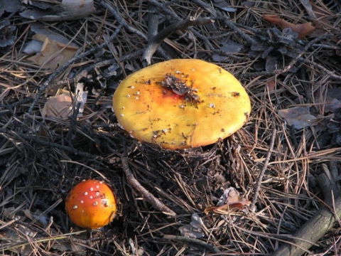 Смерть от грибов в Краматорске