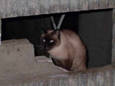Мариупольских котов хотят признать частью экосисетемы города