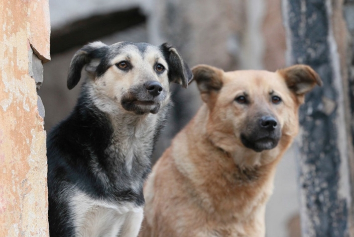 На территории Дружковки проведут отлов бездомных собак