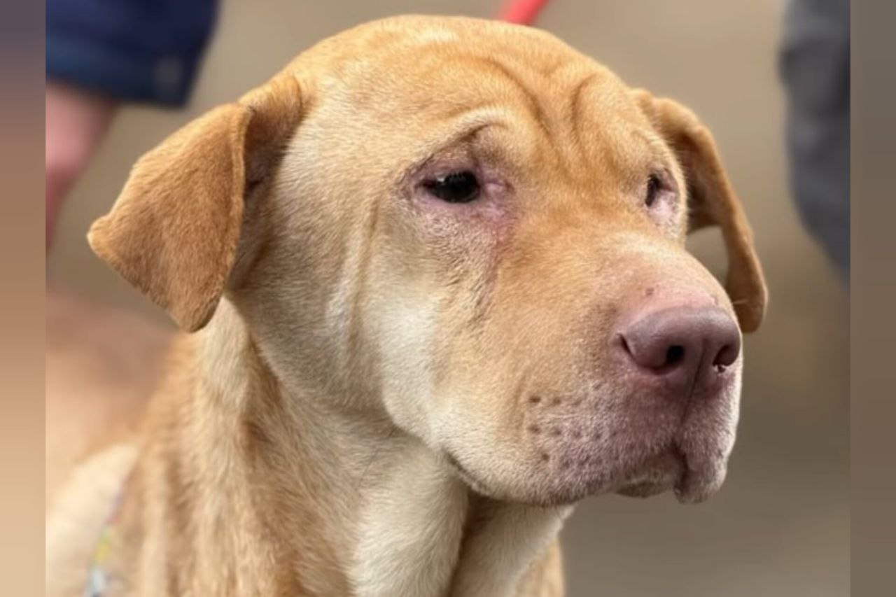 Місяць у пастці: Волонтери врятували шарпея зі зруйнованої багатоповерхівки в Олексієво-Дружківці