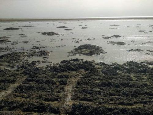 В Мариуполе  море отступает, зато активизировались копатели чеpвей