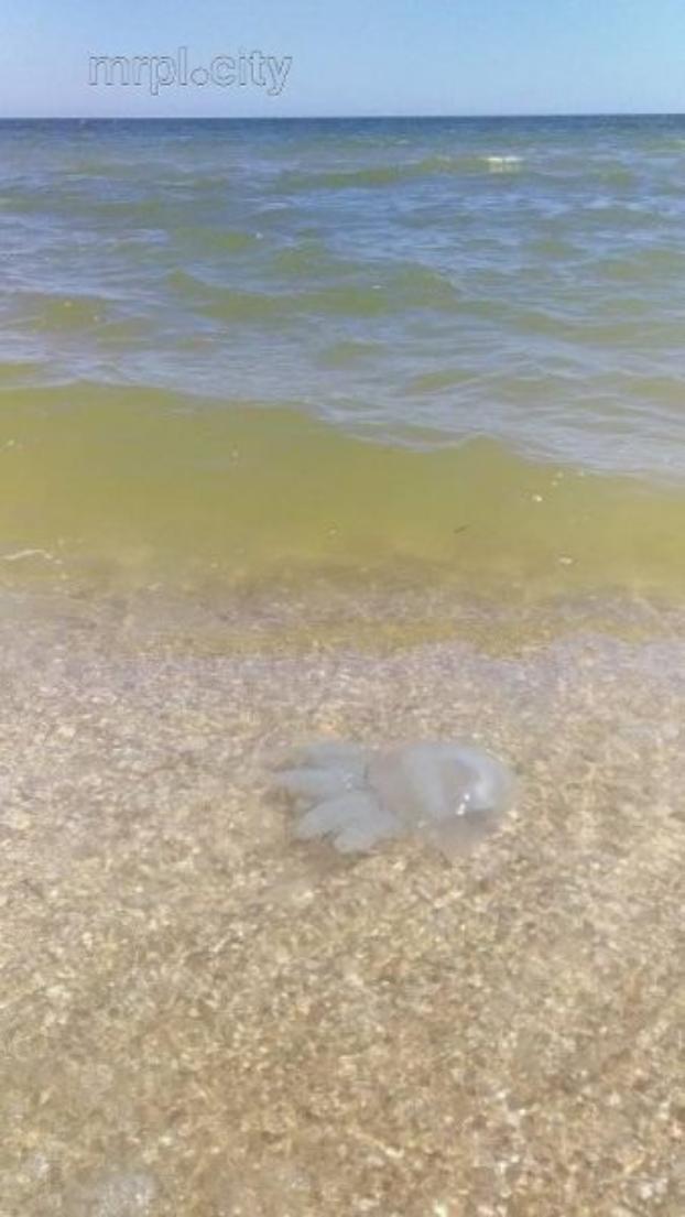 В море под Мариуполем появились медузы
