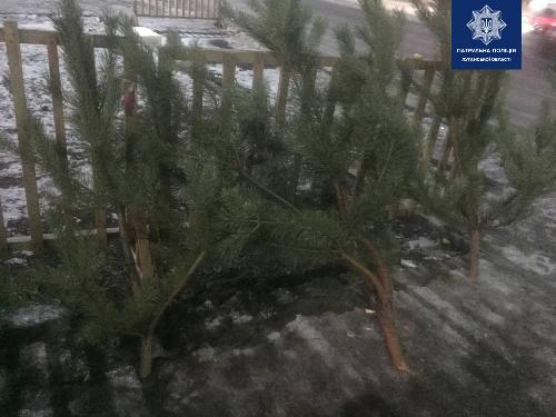 Житель Северодонецка спилил городские елки, чтобы продать