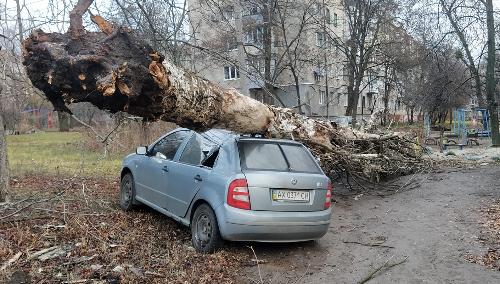 Старый тополь в Славянске упал на два автомобиля