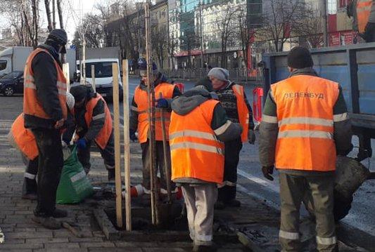 В Мариуполе старые яблони вдоль проспекта заменят на сакуры