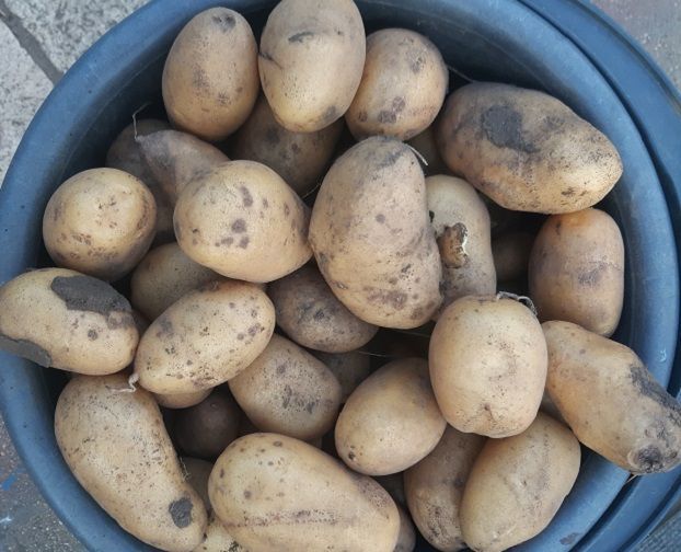 По мнению экспертов стоимость картофеля осенью может побить все рекорды