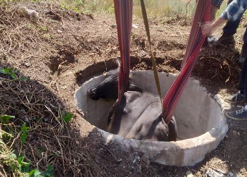В Торецке корова упала в открытый люк В Торецке корова упала в открытый люк