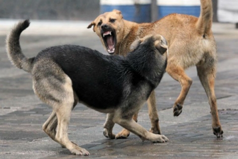 В Мариуполе бездомные собаки бросаются на прохожих