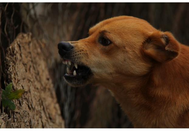 Собаки, коти, куниці і лисиці: На Донеччині фіксують випадки нападів на людей