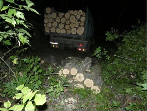 На Луганщине поймали «чеpных» лесорубов 