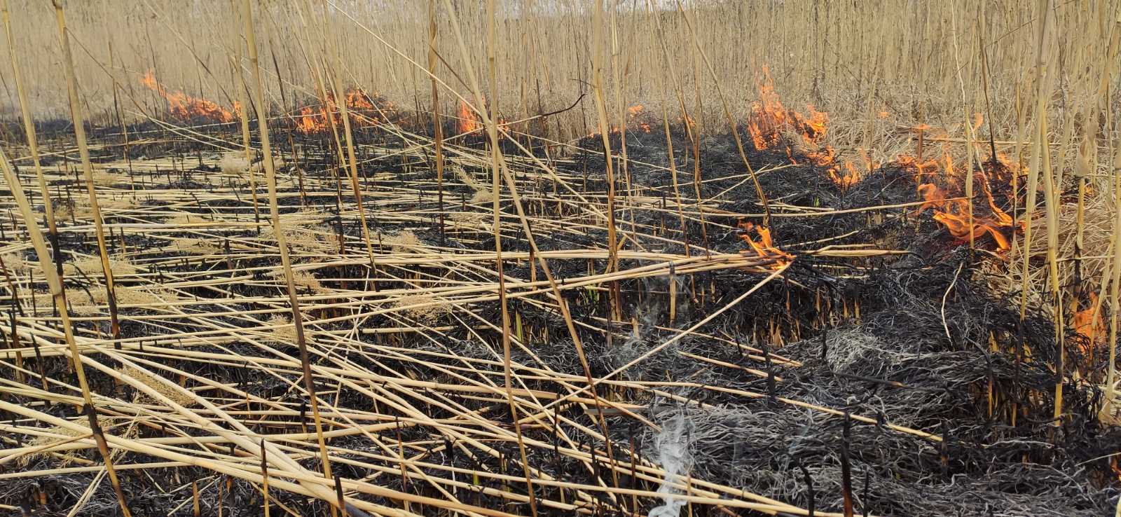 В Константиновке возле водоема загорелся камыш