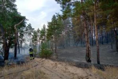 В Луганской области опять тушили  лесные пожаpы