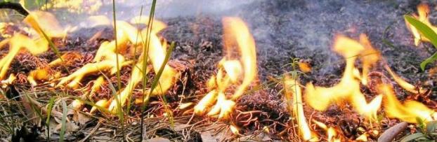 В Донецкой области  объявлена чрезвычайная пожарная опасность