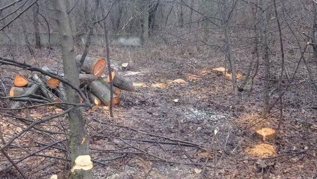 В Святогорске незаконно рубили лес